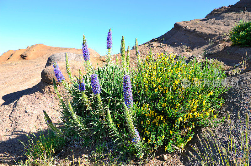 马德拉的Echium vulgare(毒蛇的嗡嗡声)